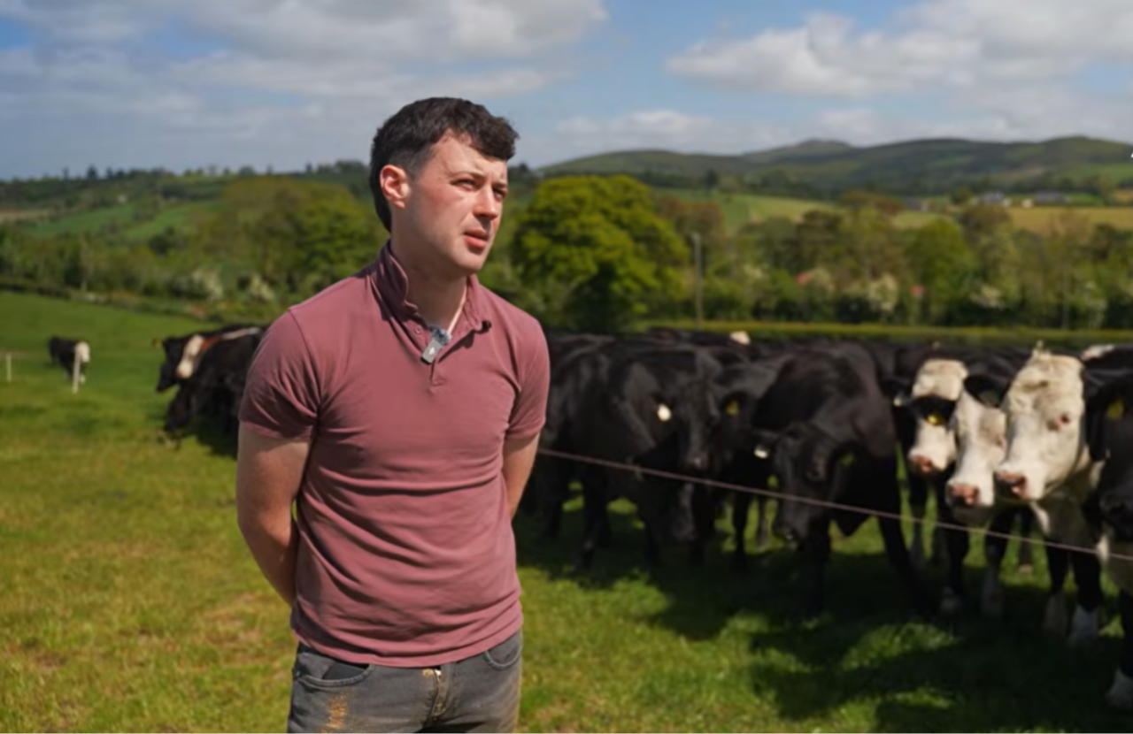 Watch: Update from yearling cattle at grass on the ABP Demo Farm