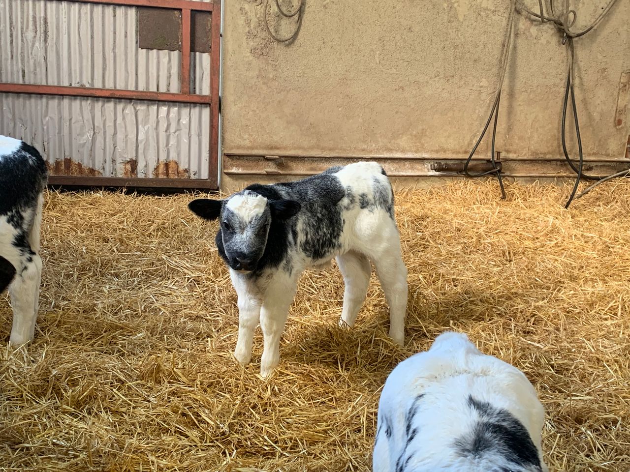 Dairy-beef: What are calf buyers looking for?
