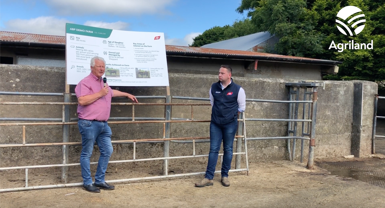 Bandon dairy and beef farmer hosts ABP 'genetics-focused' farm walk