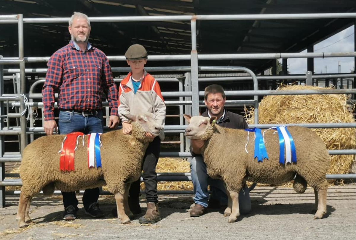 Charollais ram sales set for Tullow and Roscommon this Saturday