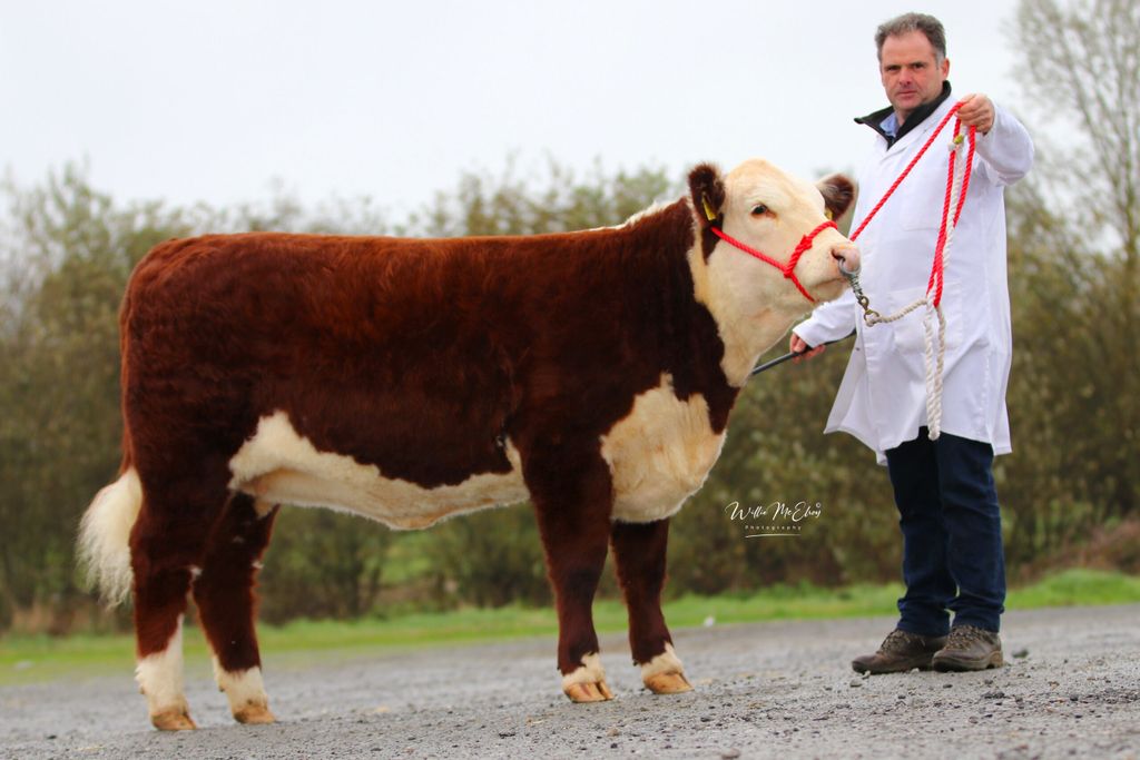 A half share of Gouldingpoll 1 Ravette 1262 sold for €11,000 in the sale with the breeder and purchaser later agreeing to sell both shares of Ravette for €22,000