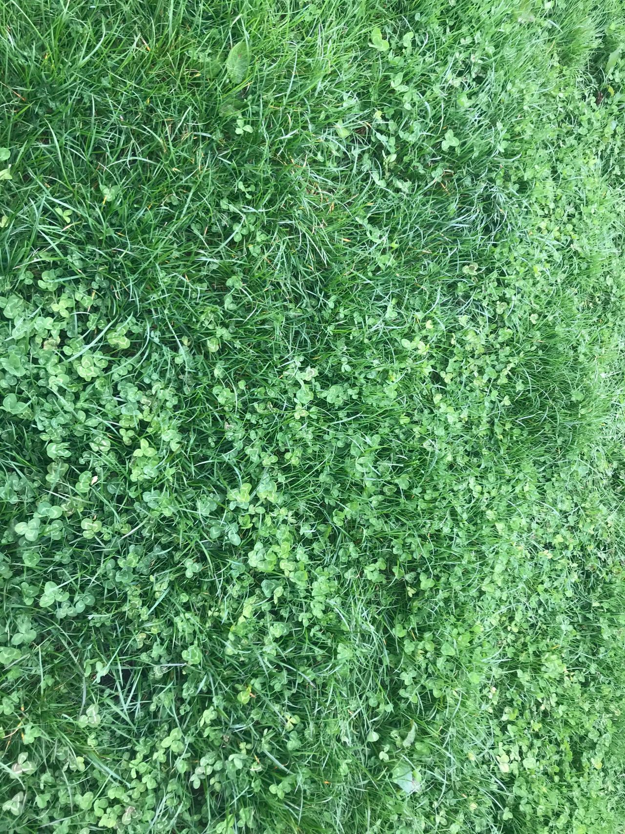 Improving clover persistence on beef and sheep farms