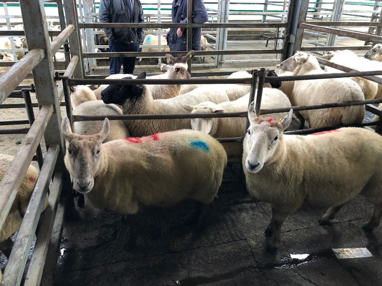 Sheep marts: Strong end to the year sees prices for store lambs peak at €100/head