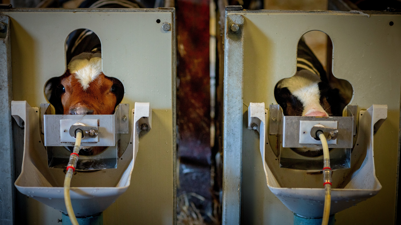 Calf Rearing 2026 Series: Resist the temptation to feed whole milk
