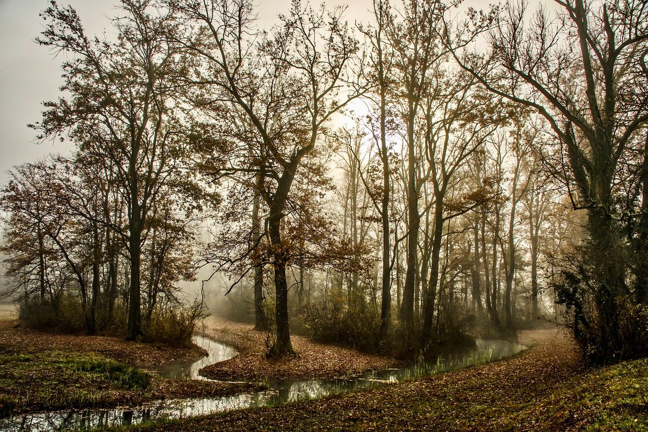 'Positive changes' welcomed in forestry programme review