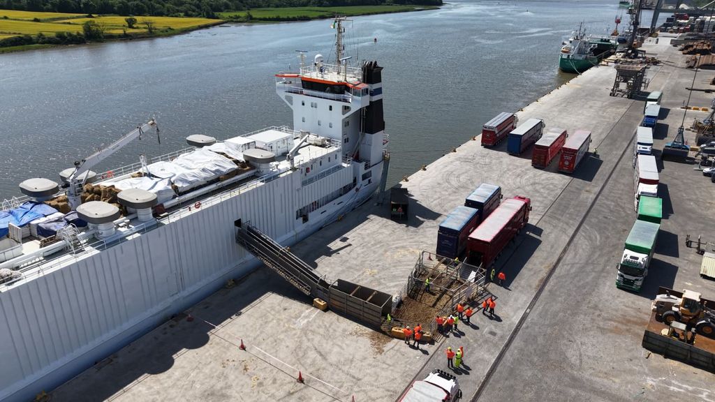 Cattle being loaded at Belview Port. Source: Cows.ie