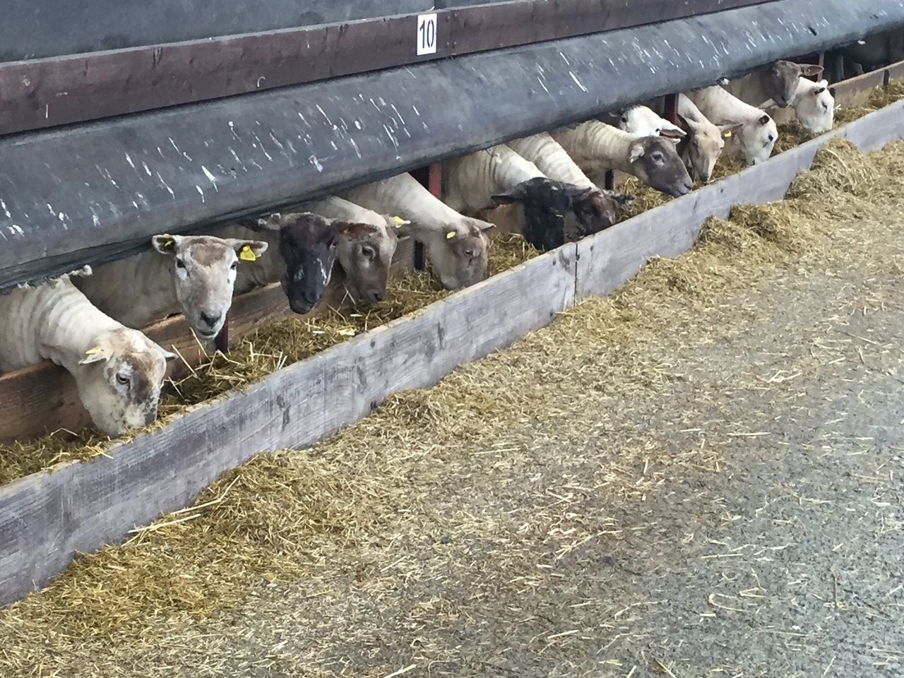 10 things a farmer should do if his sheep are attacked by dogs