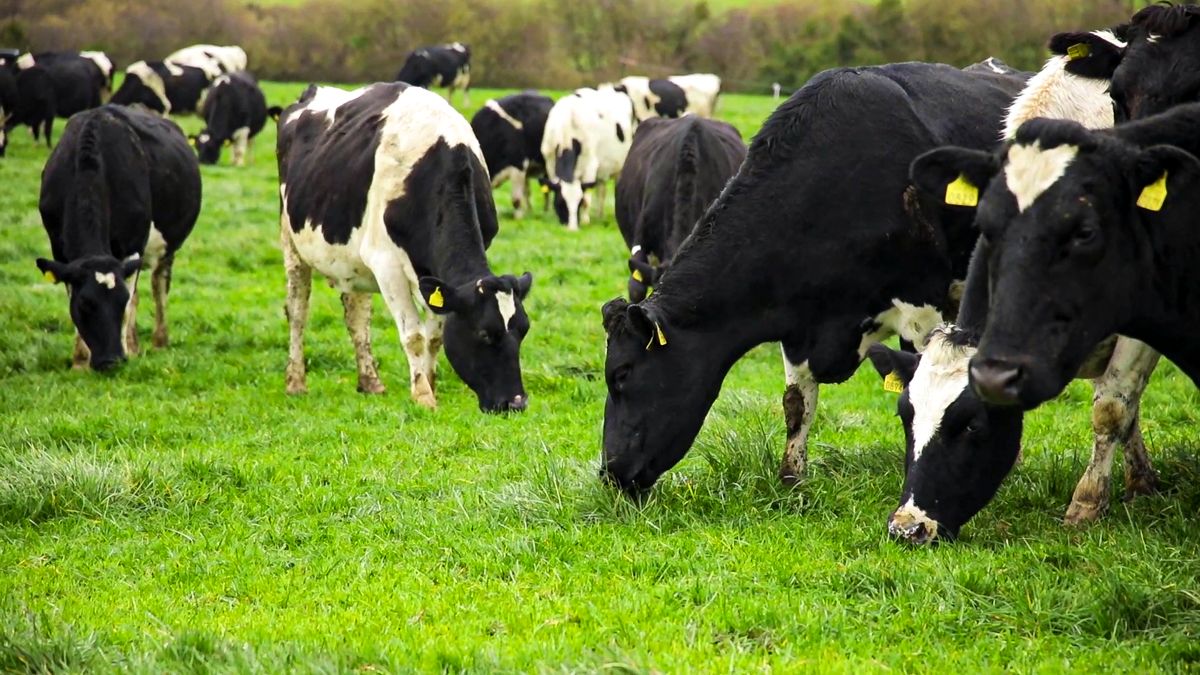Mastitis control: 90% of farmers using SDCT