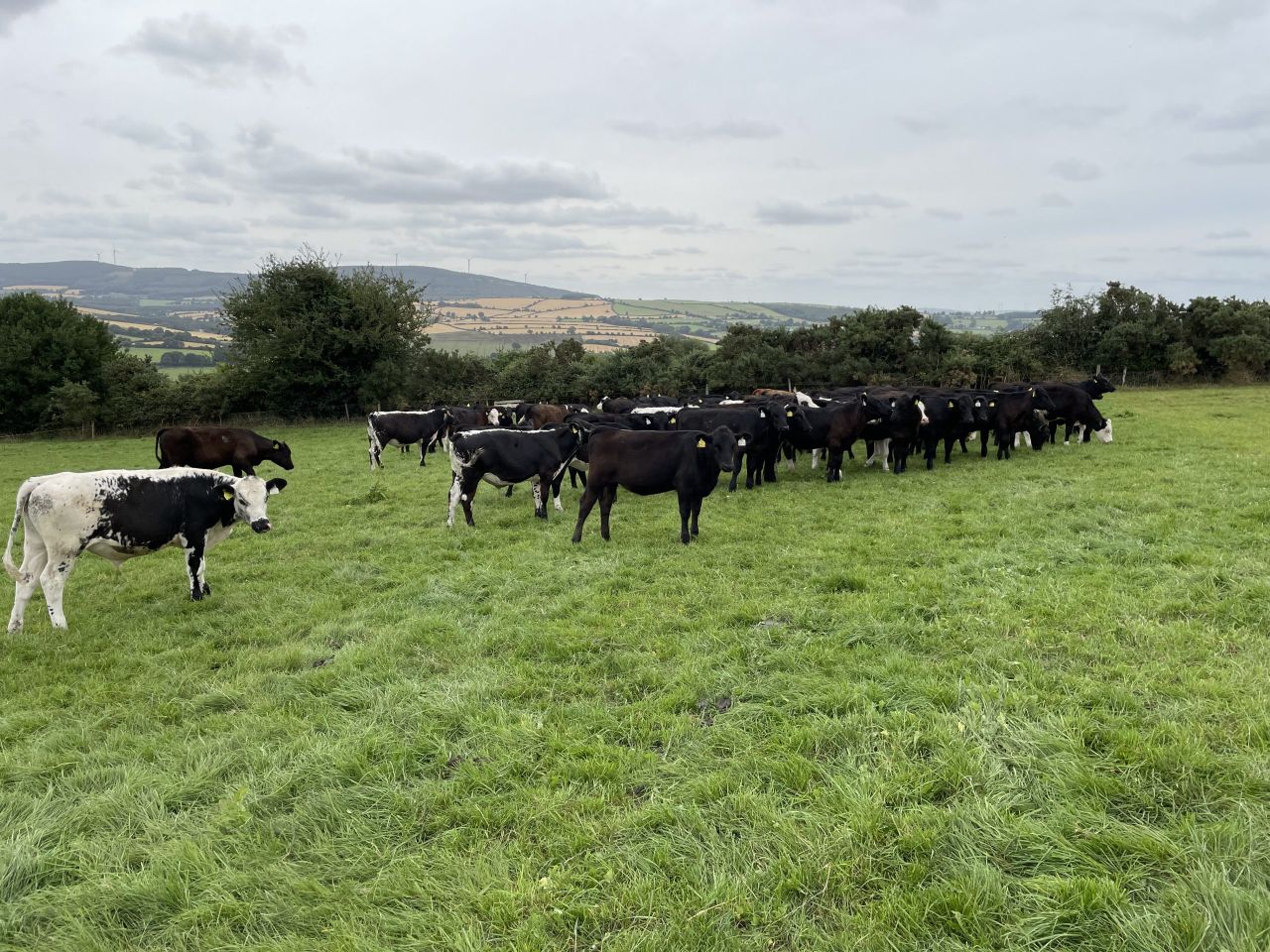 How does the ABP young farmer 'stock purchase support' work?