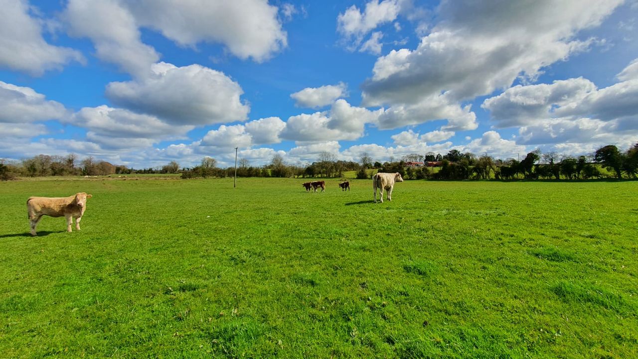 Offers in excess of €1m being sought for 51ac Meath farm