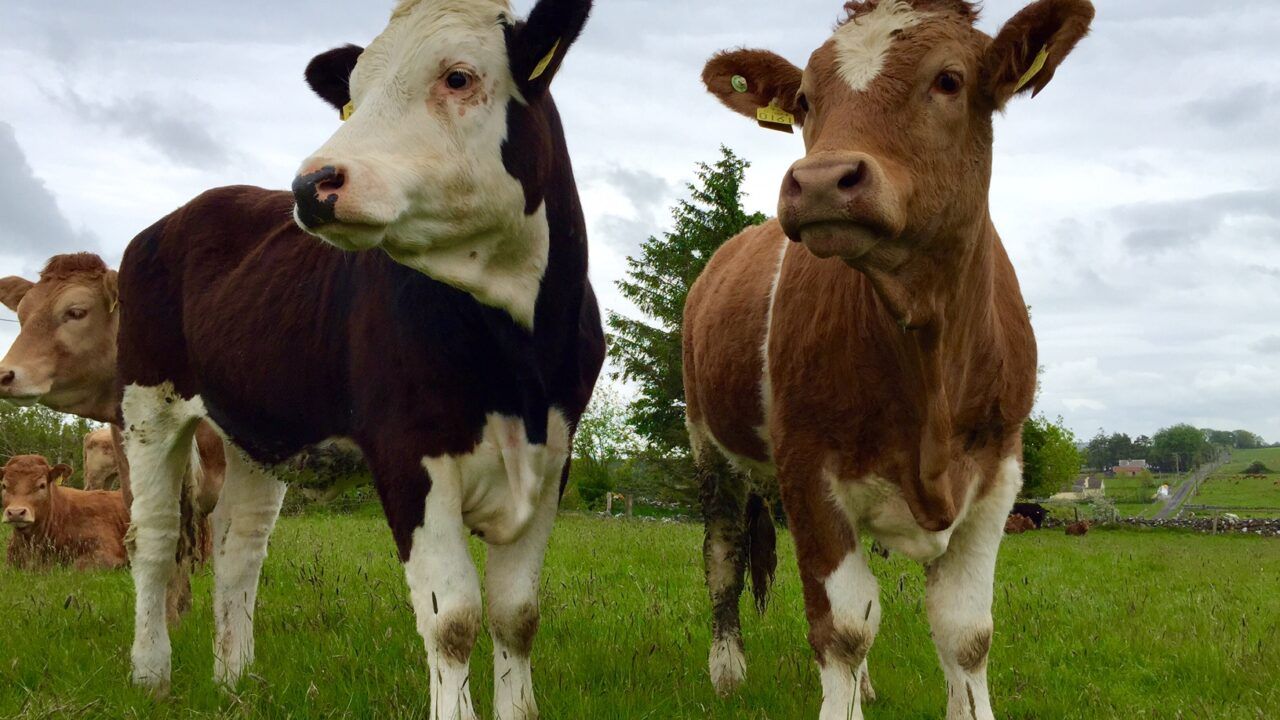 Proposal for IBR eradication programme put forward