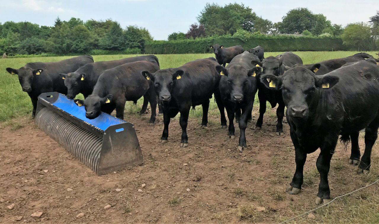 Beef focus: 'No matter how good a cow is, she's a bad cow if she fails to go in calf'
