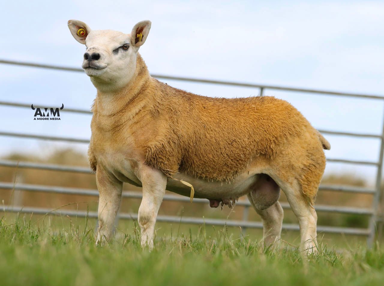2nd annual on-farm sale tomorrow in Sligo to see 65 rams up for grabs
