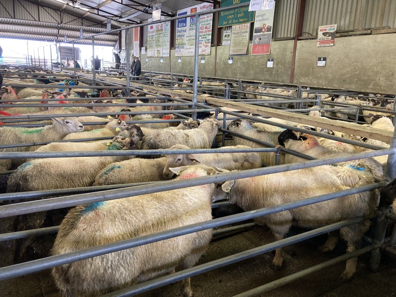 Sheep kill: Throughput for last week just shy of 58,000 head
