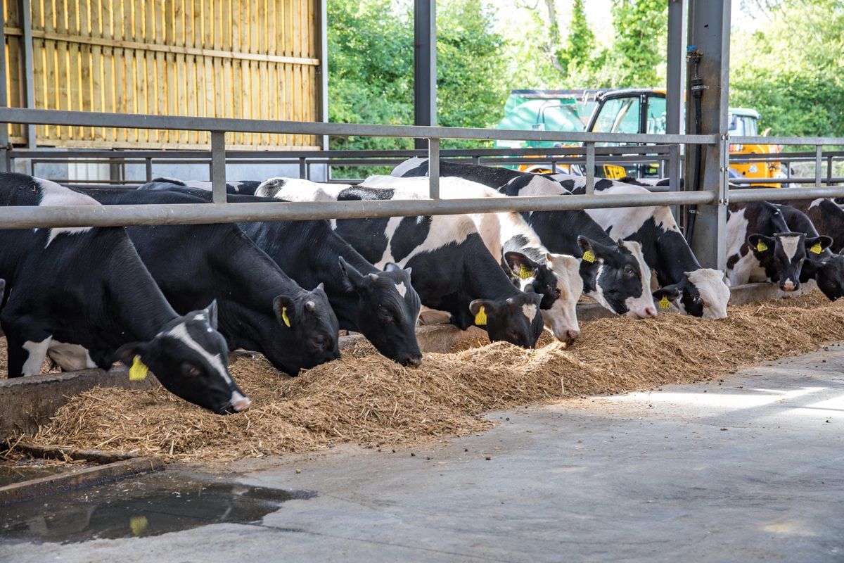 Is rose veal a viable option for Holstein Friesian bull calves?