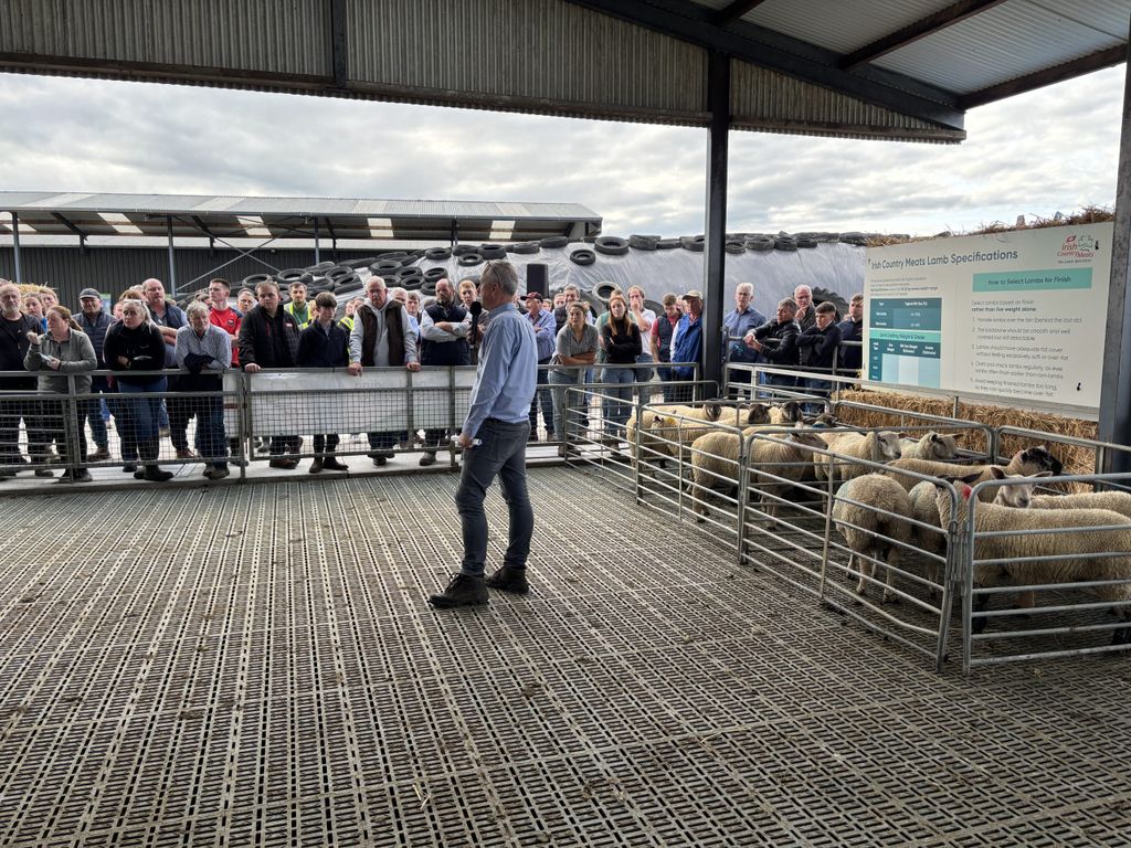 ICM's James Smyth discussing lamb carcass specifications
