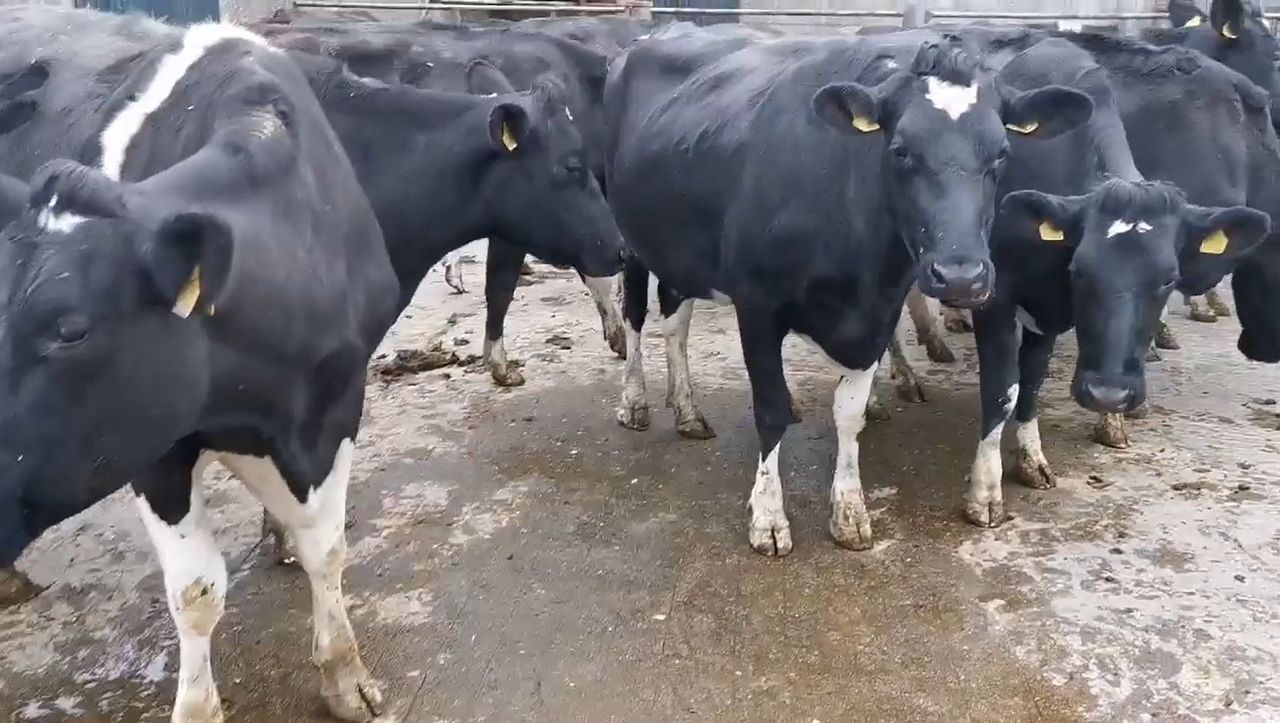 Top call of €1,650 at Tullow Mart dairy sale
