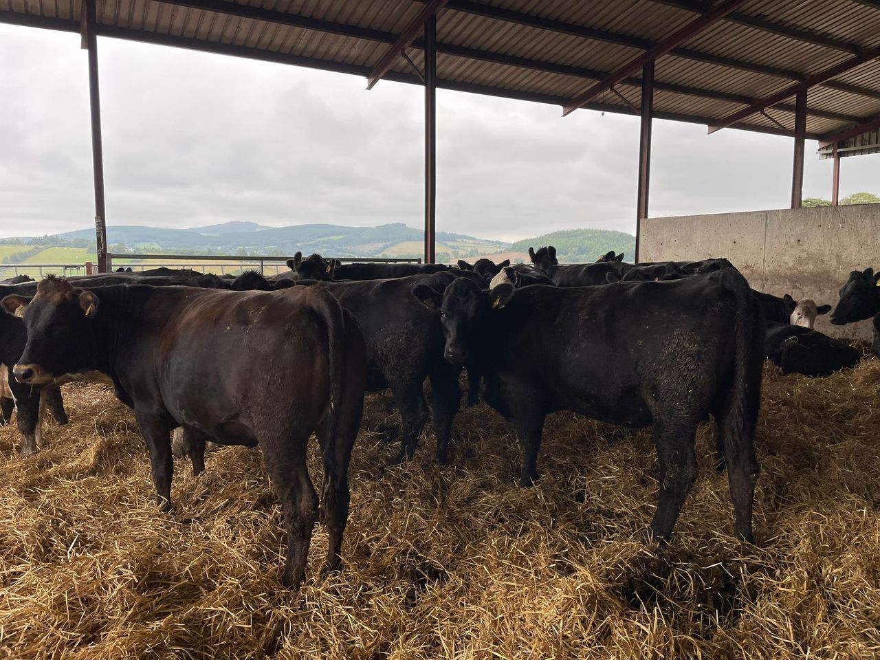 ABP Demo Farm: Kill out results and cattle performance update