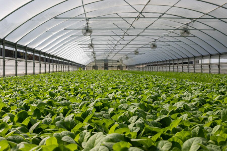 Copa Cogeca opposed to packaging restriction for fruit and veg