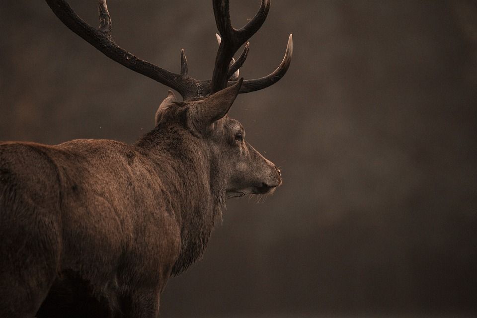 Deer management units and manager tender due in coming weeks