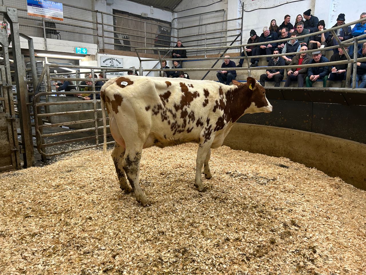 Top price of €4,600 at Waterford Ross heifer sale