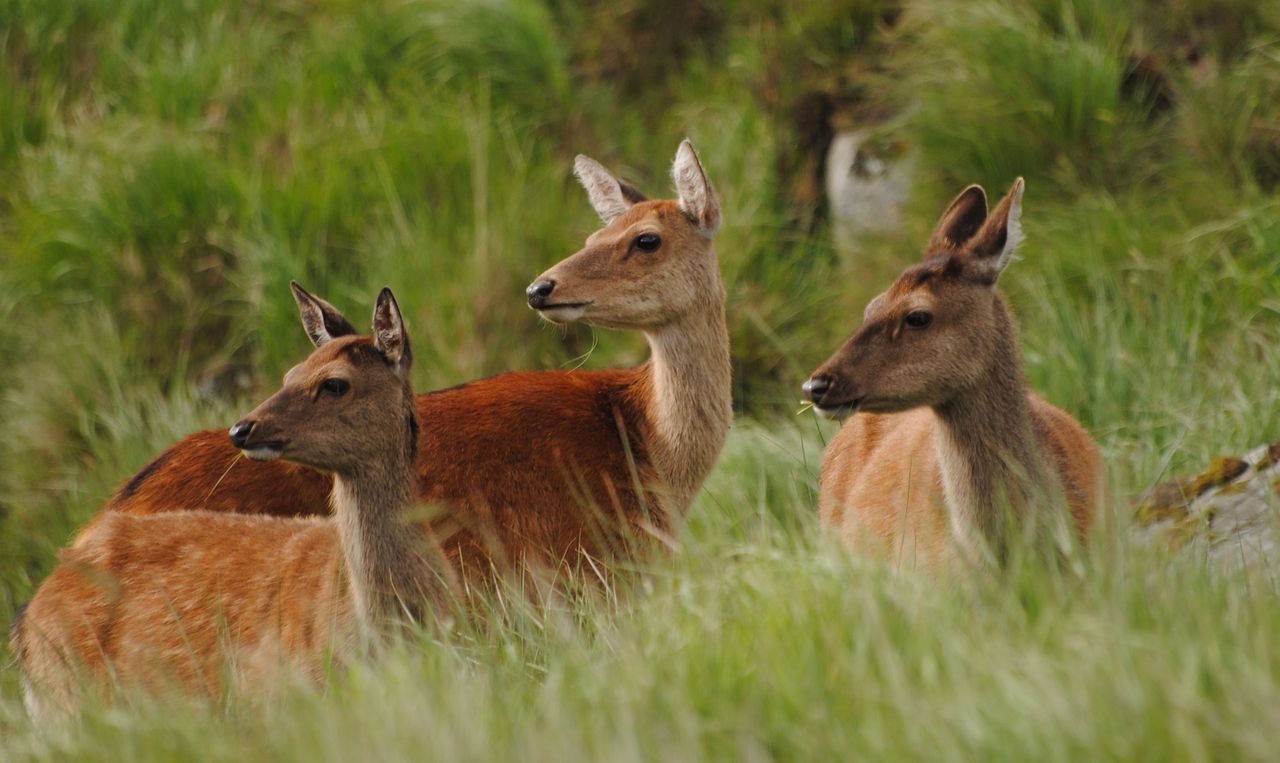 'Long overdue' proposal to cull deer welcomed