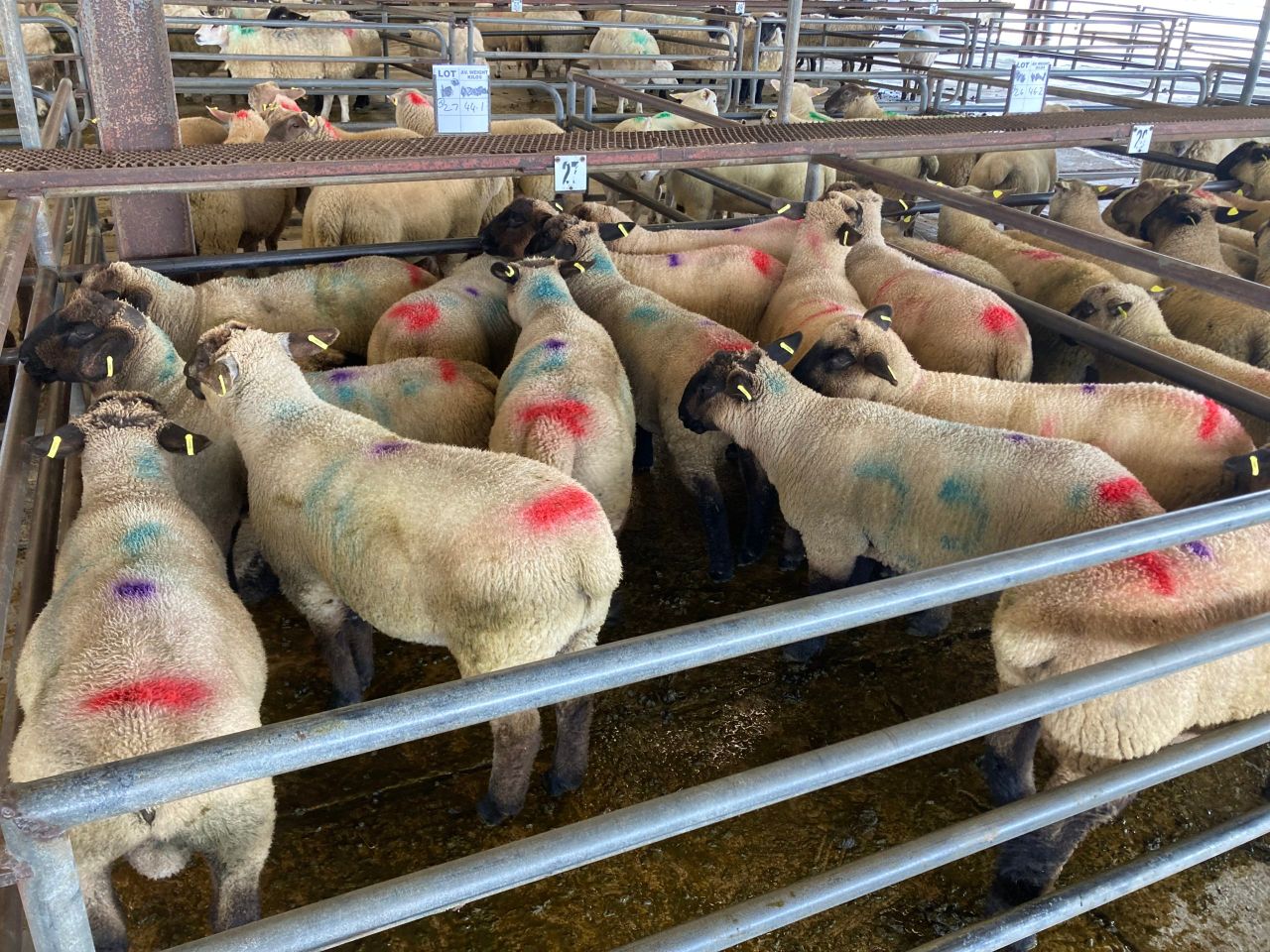 Sheep trade: Prices holding steady still