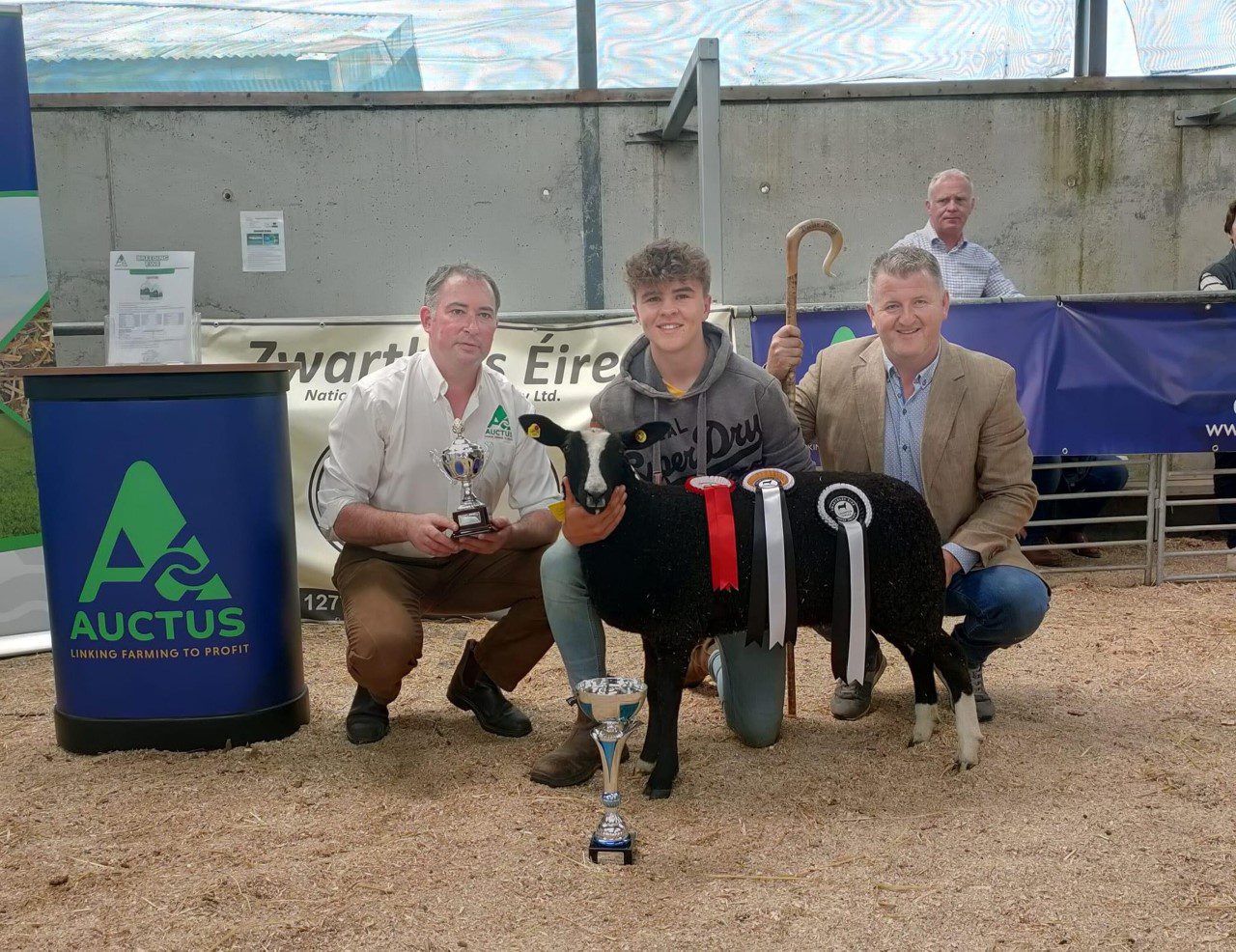 Galway ewe lamb overall champ at Zwartbles Eire show and sale