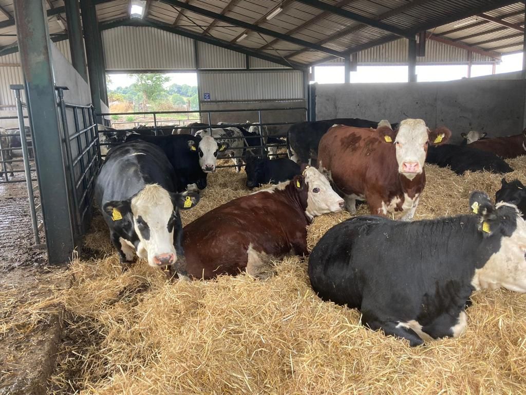 ABP Demo farm: Results in from first heifers finished