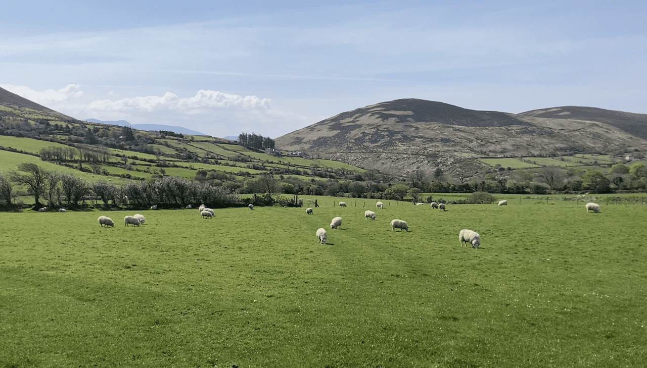 MII: US market 'remains priority' for sheep processors