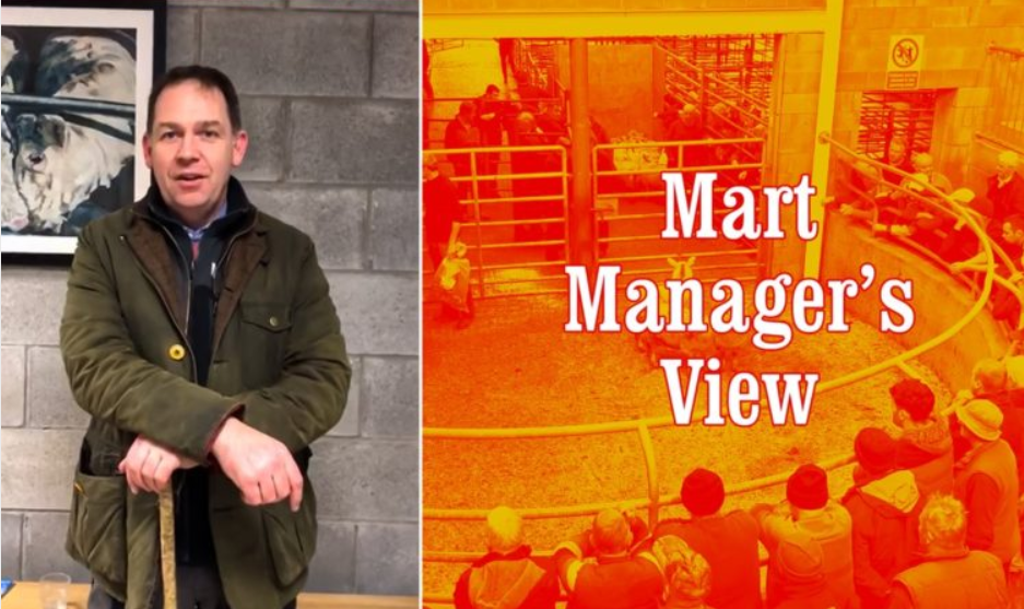 Improved prices for beef and forward cattle at Carnew Mart