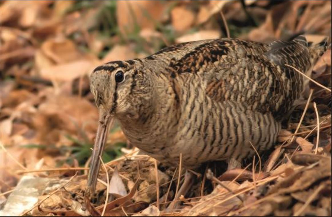 Decline in woodcock numbers likely due to habitat loss - GWCT