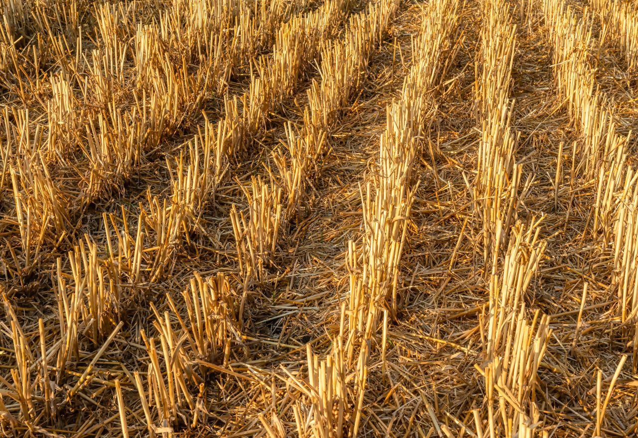 Tillage: The dos and don'ts of stubble cultivation
