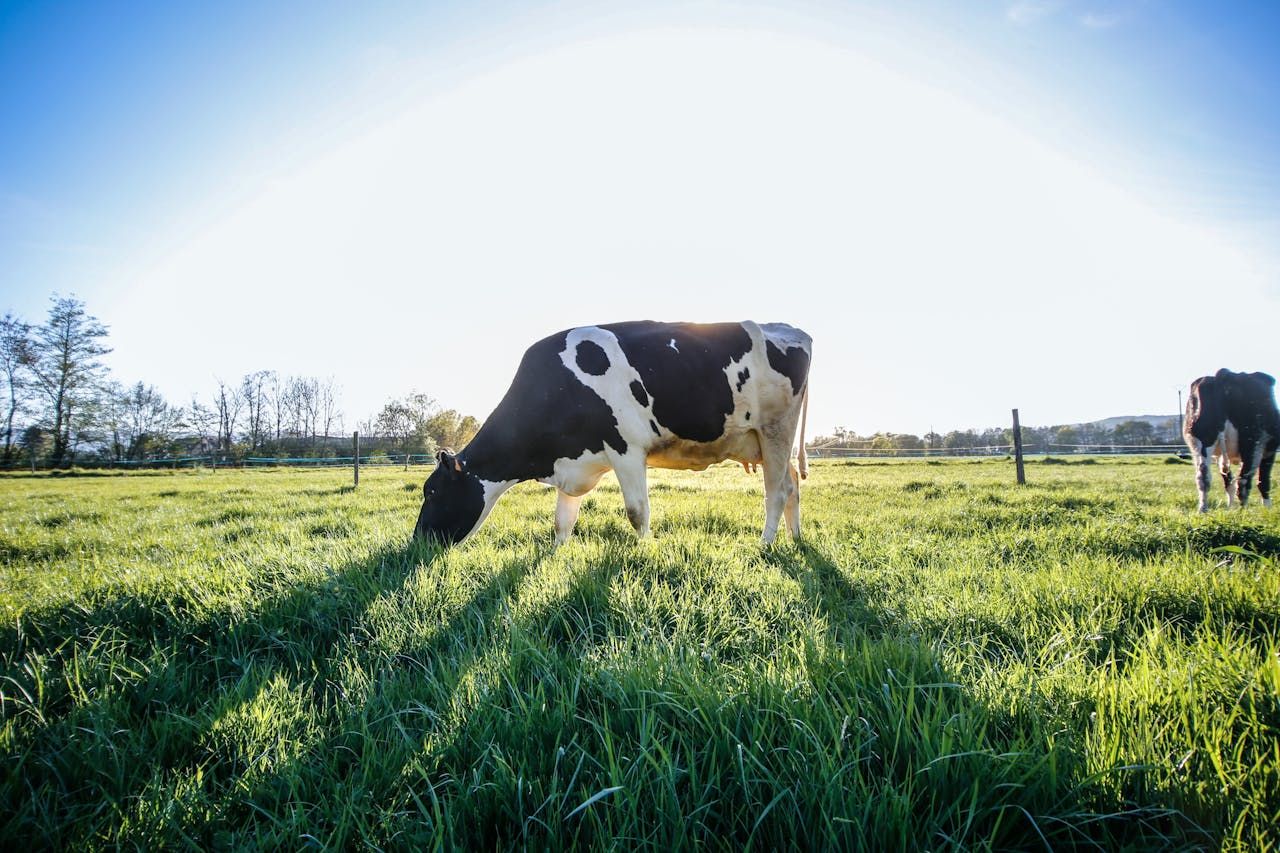 Dr. Joe Patton on how grass quality will drive milk solids