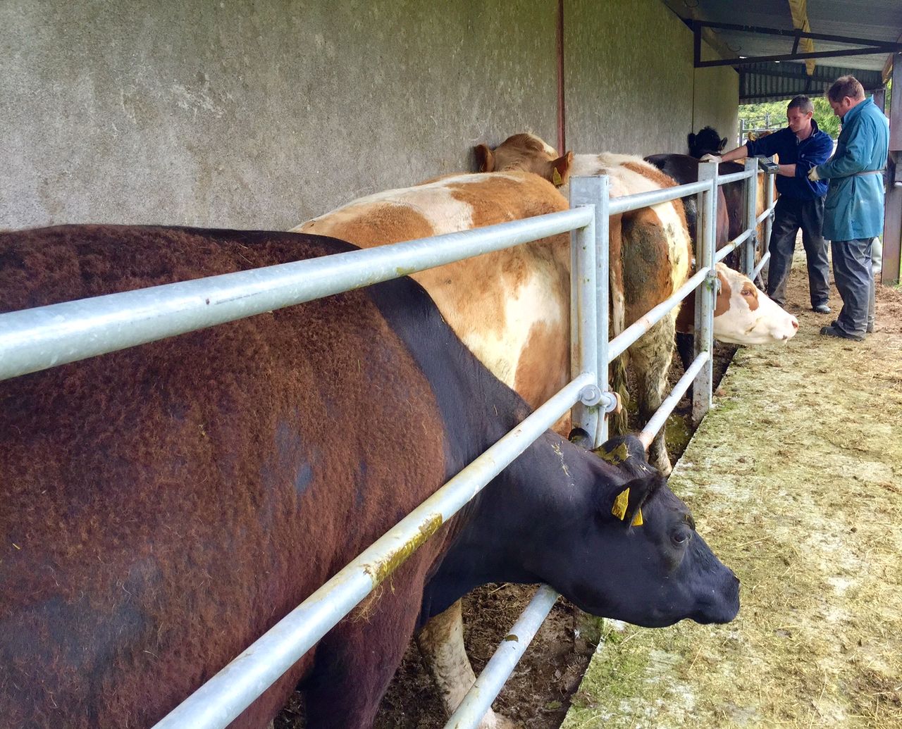 Chinese scientists claim to have cloned cattle with increased resistance to TB