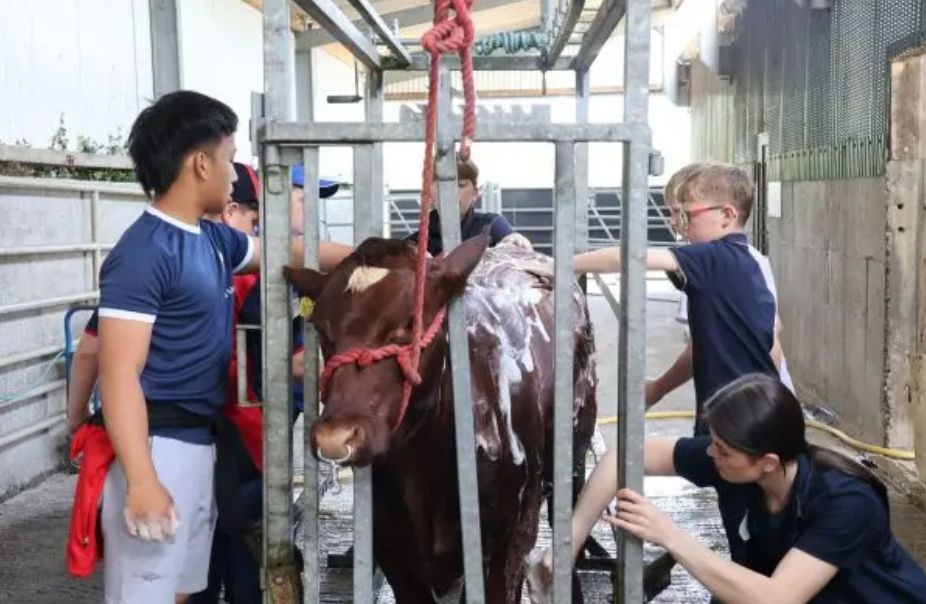 Youngsters participating on the day had the opportunity to gain experience in washing, drying and clipping beef Shorthorn cattle
