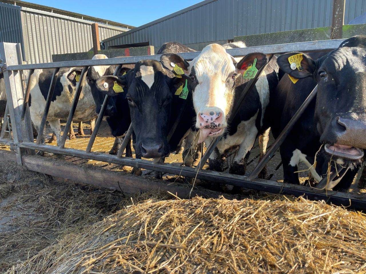 NFS: East and midlands most profitable for dairy in 2022