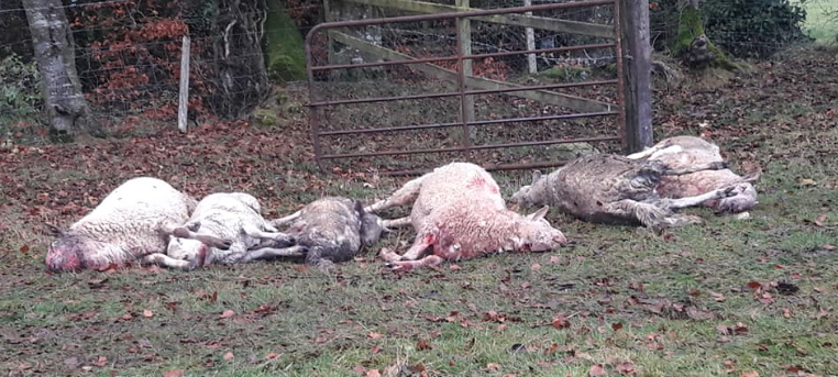 Graphic images: 6 sheep dead and 4 injured in latest dog attack in Co. Kildare