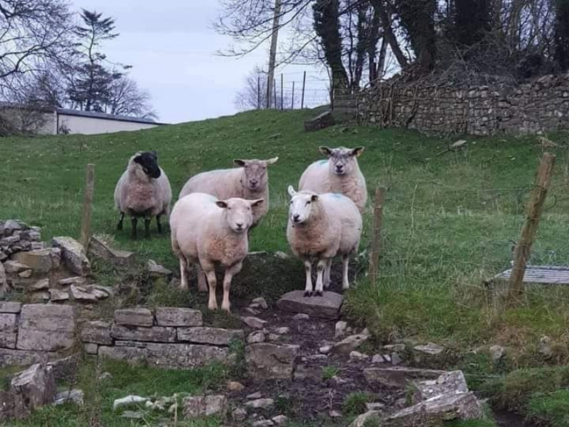 Gardaí investigating sheep killed in Co. Laois dog attack