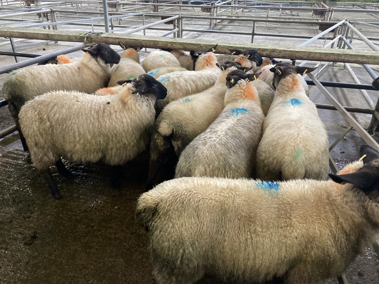 Sheep trade: Tactic of 'talking down the trade' fails, as lamb prices increase