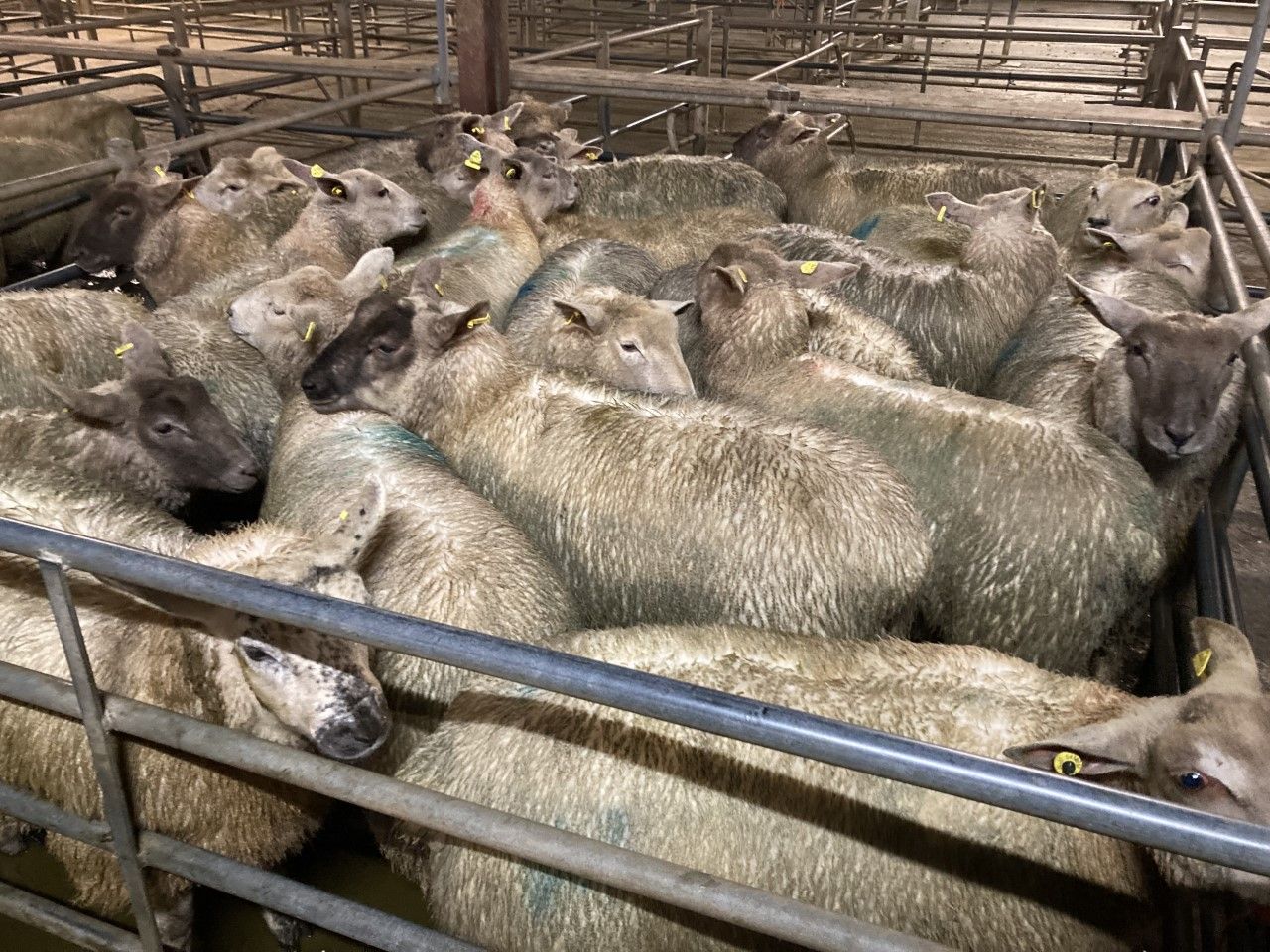 Sheep trade: Lamb prices take a hit