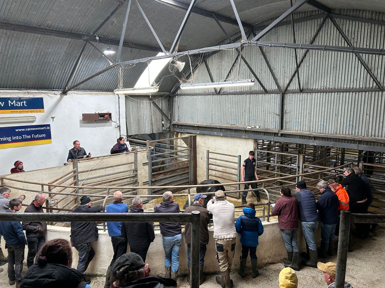 Mart report: 'Large entry' of store cattle on offer at Carnew Mart