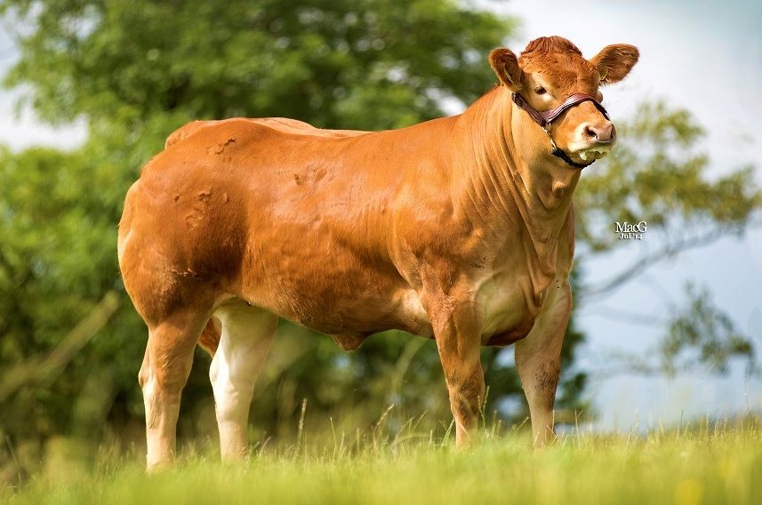 With a €164,000 price tag, UK heifer breaks Limousin world record