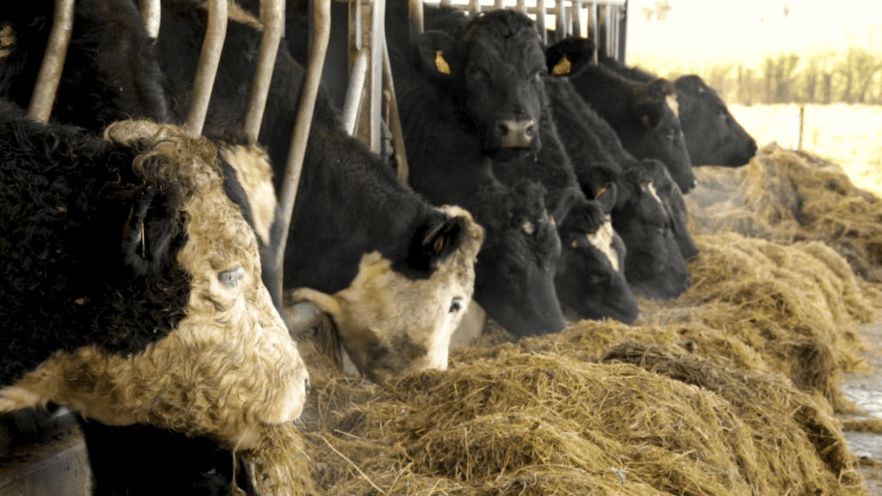 UFU calls on DAERA to make use of bTB control measures