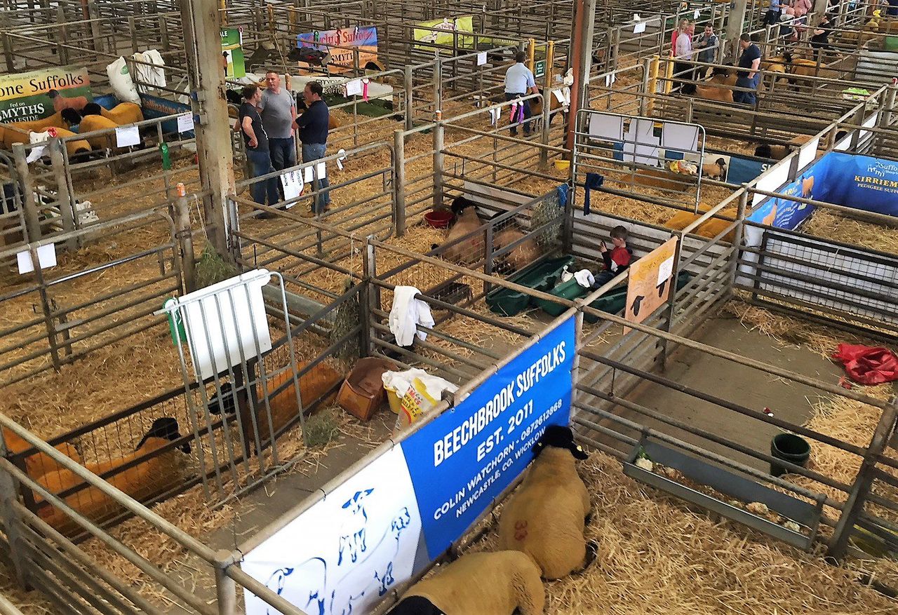 Suffolk ram lamb hits €4,200 at Premier Show and Sale