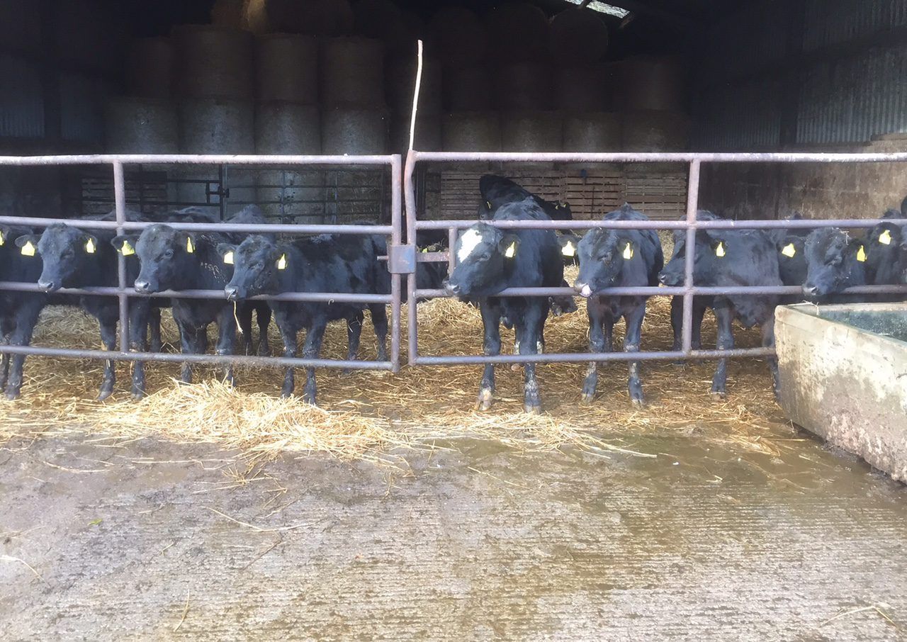 Pics & video: Inside a 500-head beef finishing unit in Cork