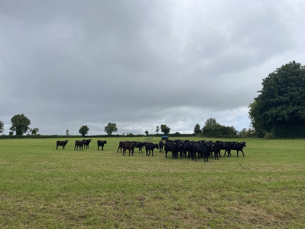 The batch of calves born in March 2024