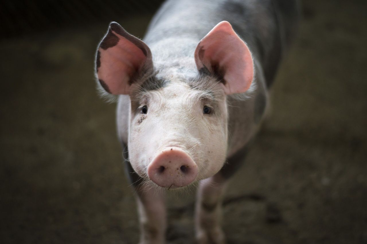 Rising costs key issue for Teagasc Pig Conference