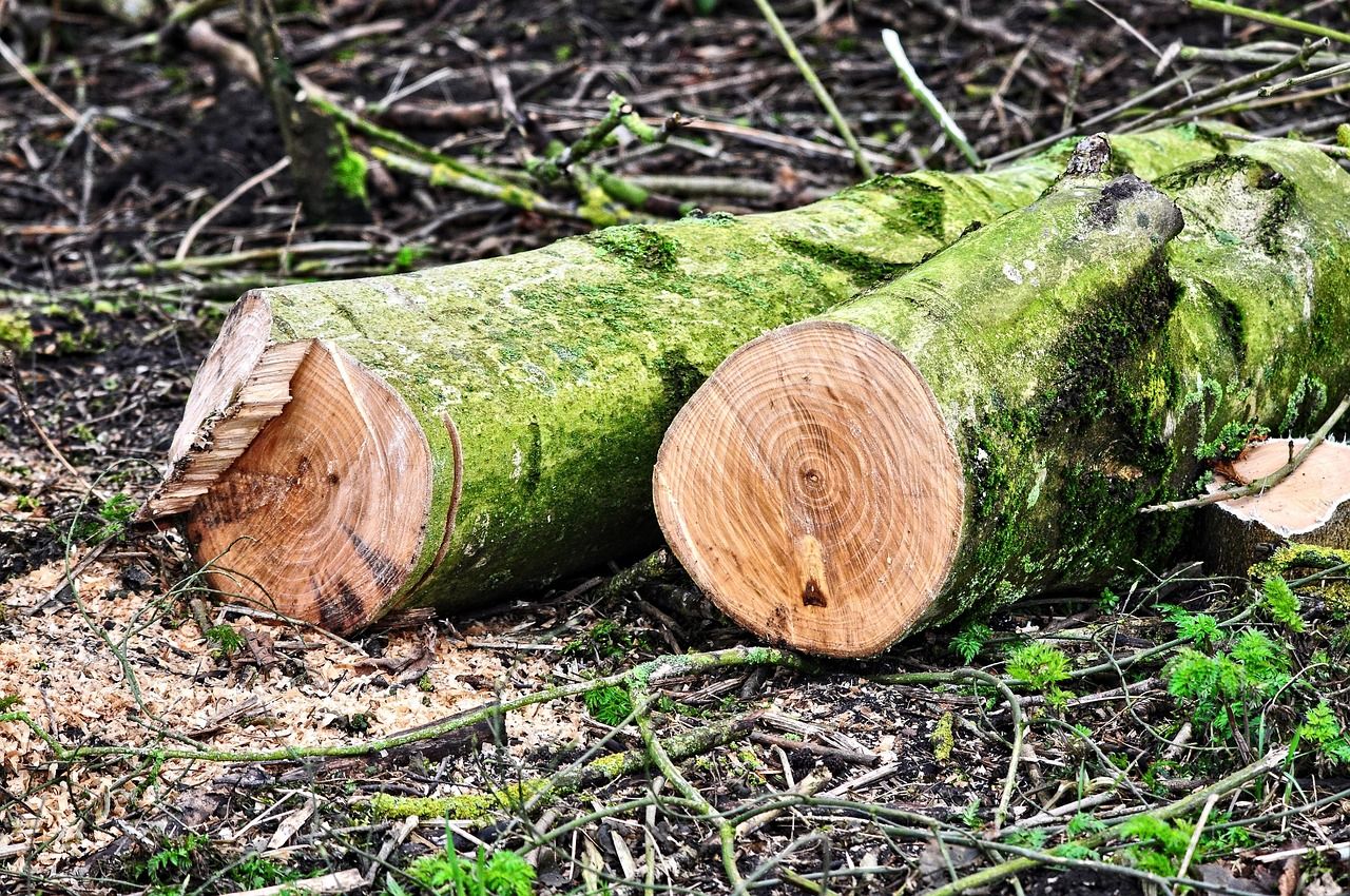 Green Party welcomes clarity from Coillte on alleged illegal tree-felling