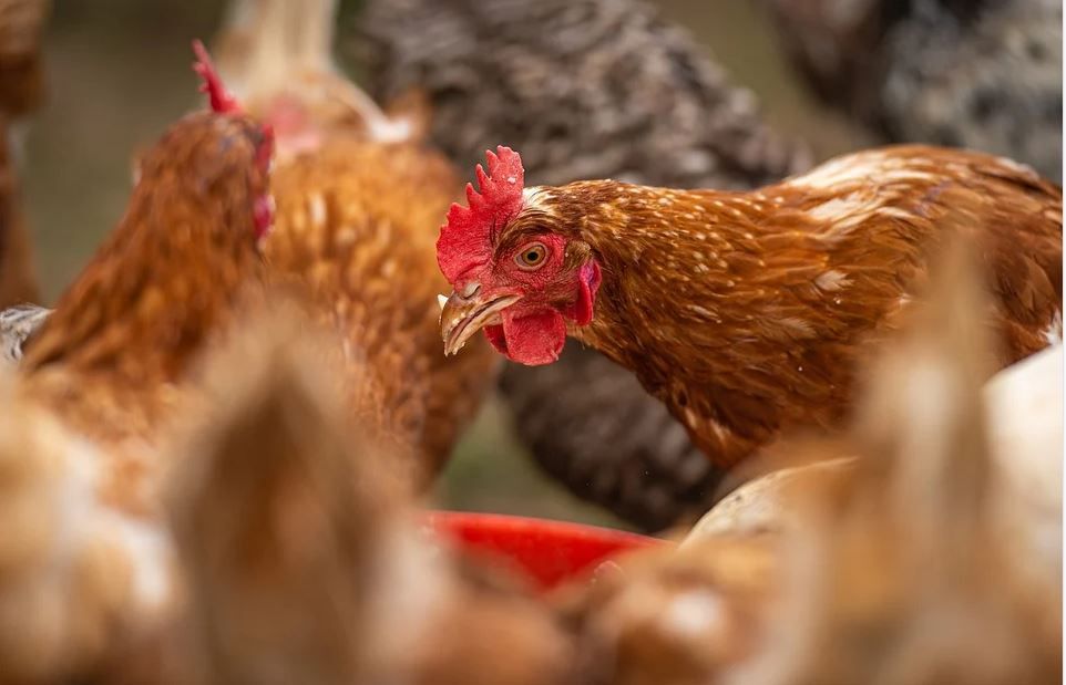 Jobs: Poultry farm assistant and other positions available